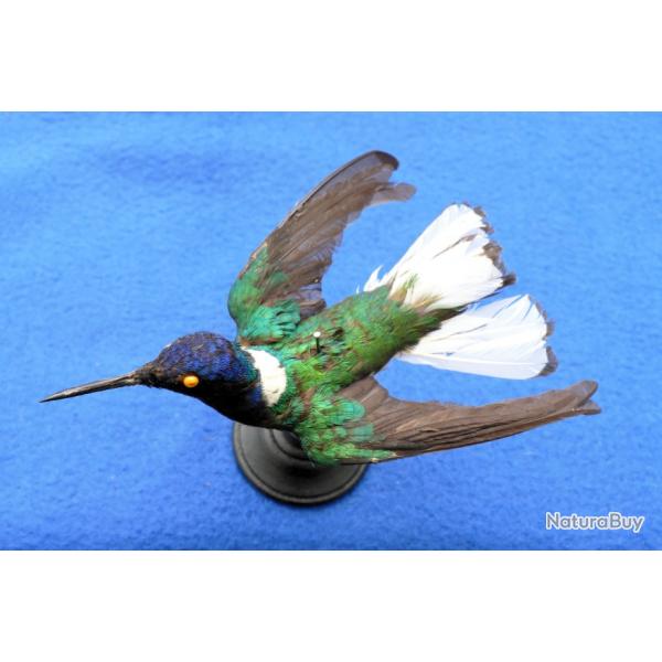 Colibri jacobin naturalis