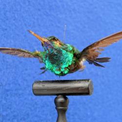 Colibri à menton bleu naturalisé