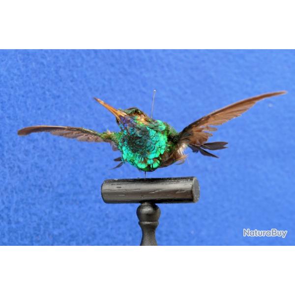 Colibri  menton bleu naturalis