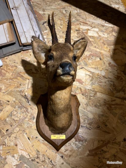 2 têtes chevreuil à vendre 60€ pièce ou 100€ les deux. Trophées petits gibiers (12150664)