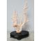 petites annonces chasse pêche : Sculpture - Corail Sur Socle - Circa 1900