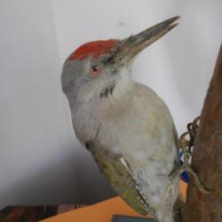 taxidermie de pic cendré 1930