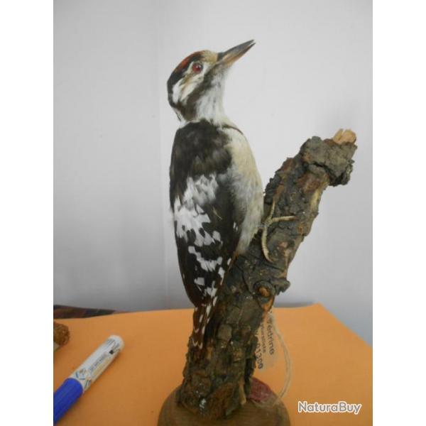 taxidermie de pic mar 1930