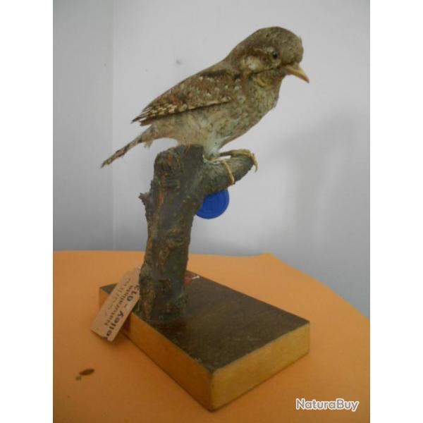 taxidermie de torcol fournilier  1930