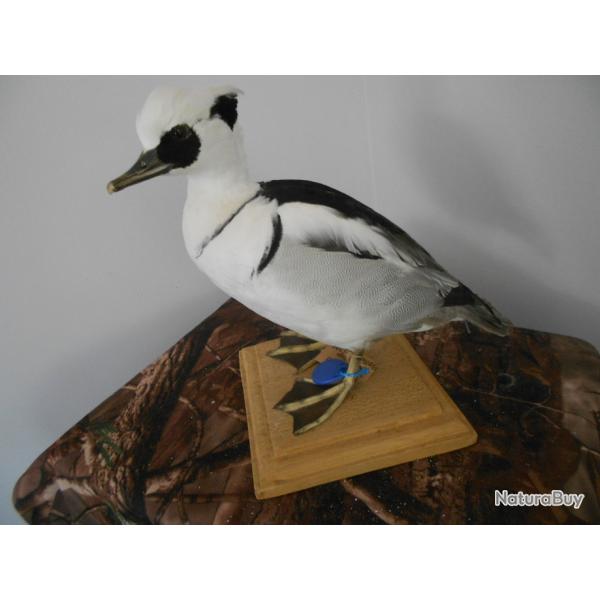 taxidermie de harle piette 1930