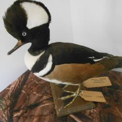 taxidermie de harle couronné 1930