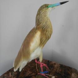 taxidermie de heron crabier chevelus 1930