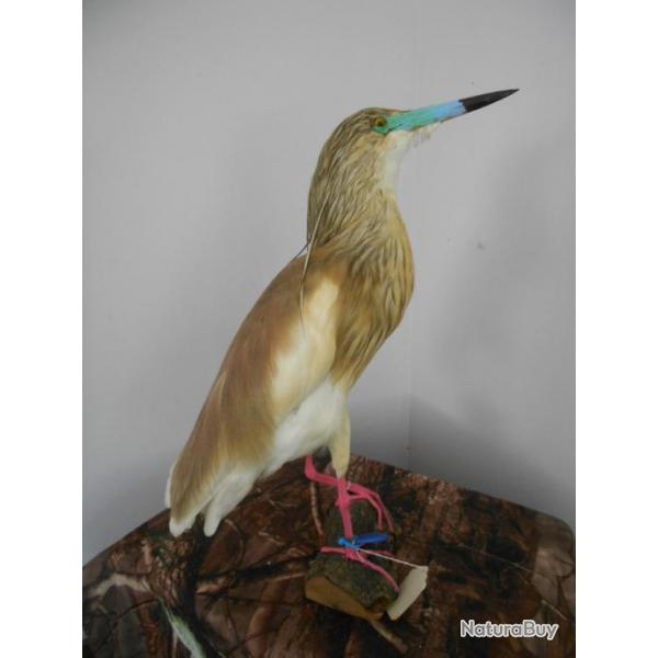 taxidermie de heron crabier chevelus 1930