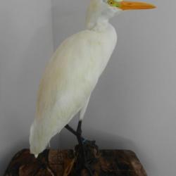 taxidermie de heron garde boeufs 1930