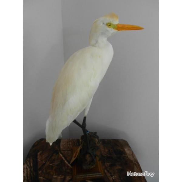 taxidermie de heron garde boeufs 1930