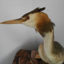 taxidermie de grébe huppé 1930