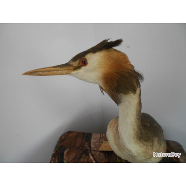 taxidermie de grbe hupp 1930