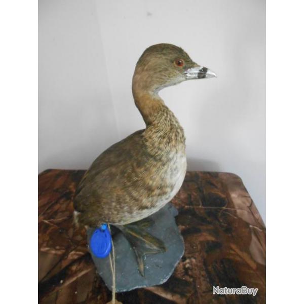 taxidermie de grbe a bec bgar  (rare) 1930