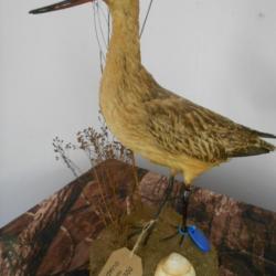 taxidermie de barge rousse 1930