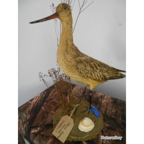 taxidermie de barge rousse 1930