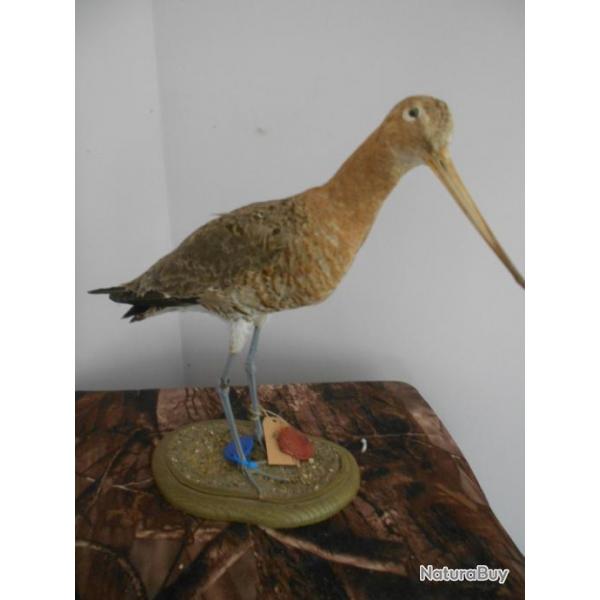 taxidermie de barge a queu noire  1930