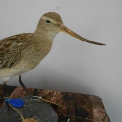 taxidermie de bargette cendrée (rare) 1930