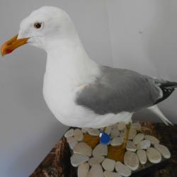 taxidermie de goéland leucophé 1930