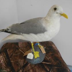 taxidermie de goéland cendré 1930