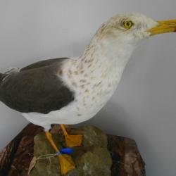 taxidermie de goeland brun  1930