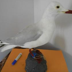 taxidermie de goeland railleur 1930