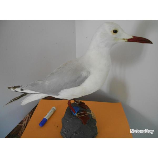 taxidermie de goeland railleur 1930