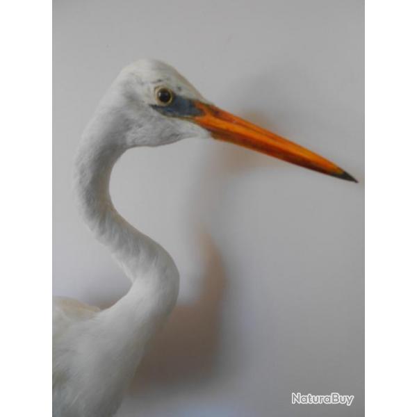 taxidermie de grande aigrette 1930