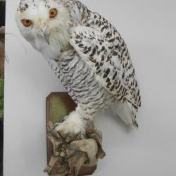 taxidermie d'oiseaux  chouette harfang des neiges  1930 + CITES