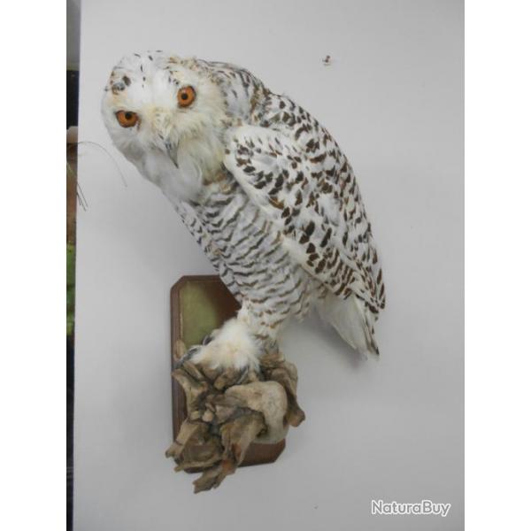 taxidermie d'oiseaux  chouette harfang des neiges  1930 + CITES