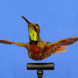 Colibri naturalisé : Mango à cravate verte