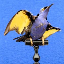 Colibri naturalisé : Guit guit saï
