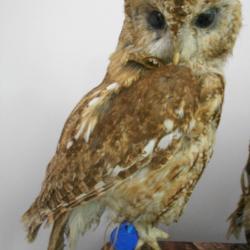 taxidermie de chouette hulotte  1930