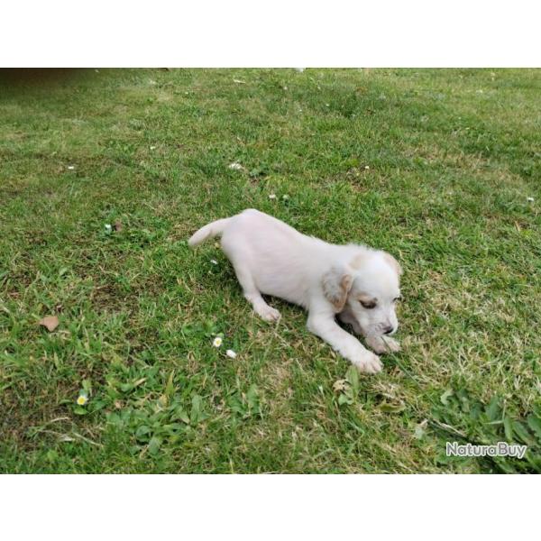 Chiots setter anglais