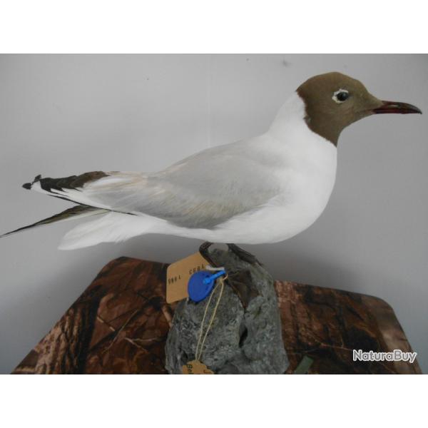 taxidermie  de mouette rieuse 1930