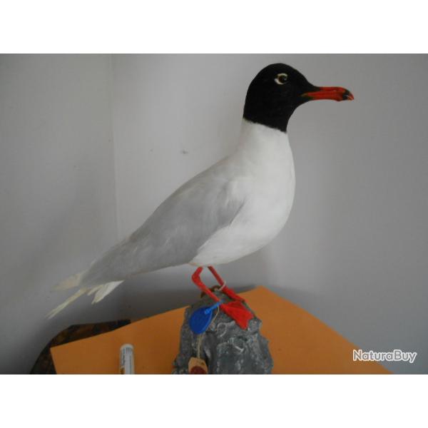 taxidermie de mouette mlanocphale  1930