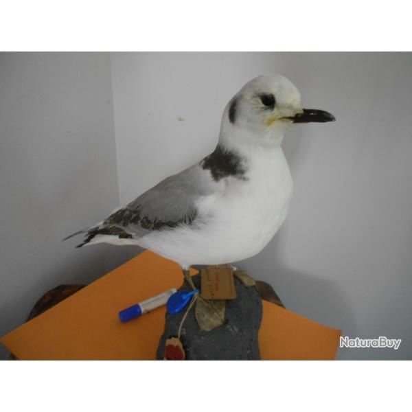 taxidermie de mouette trydactile   1930