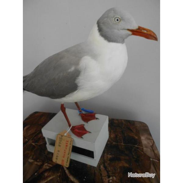 taxidermie de mouette a tte grise  1930