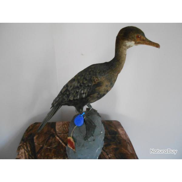 taxidermie cormorand pygme  1930