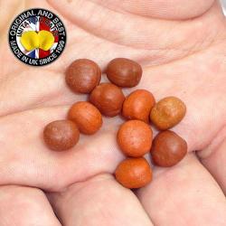 Pois d'érable Enterprise Tackle Flottante (par 10)