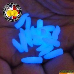 Asticot Enterprise Tackle Phospho Flottant Bleu (par 20)