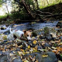 Don Jack Russel 9ans excellente santé