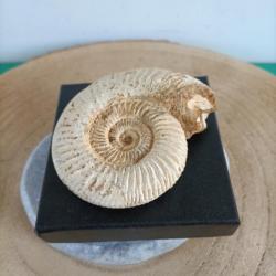 Fossile Ammonite : 8 cm sur 6,80 cm Poids 124 Grammes