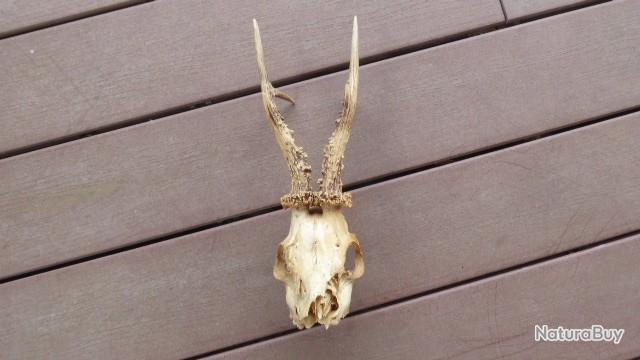 Comment Faire Un Massacre De Chevreuil En Video MASSACRE DE CHEVREUIL ANCIEN JE PENSE AVEC CRANE - Massacres (12178171)