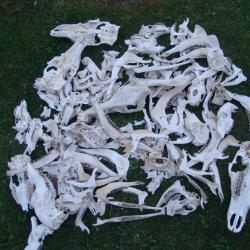 lot divers de crane de chevreuil, cerf biche, sanglier, daim (colis de 56cmx56cmx30cm pres de 10kg)