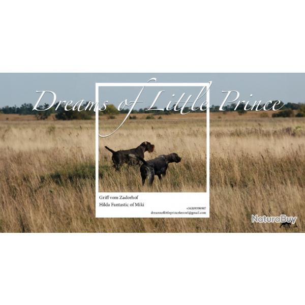 Chiots Drathaar de Dreams of Little Prince kennel