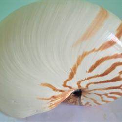 coquillage grand nautilus