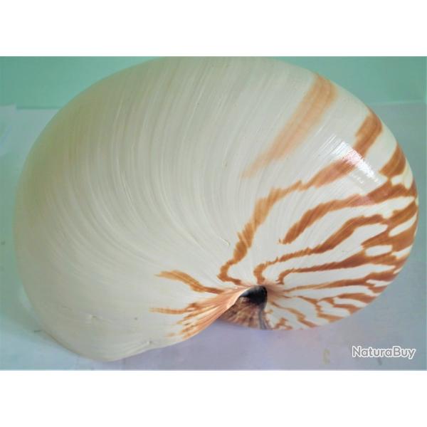 coquillage grand nautilus