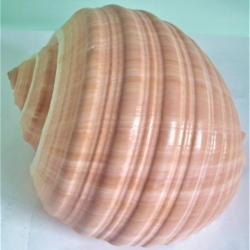 coquillage conque