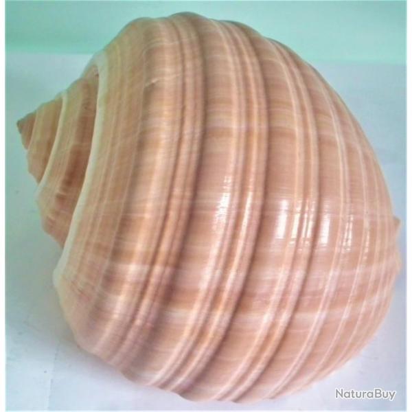 coquillage conque