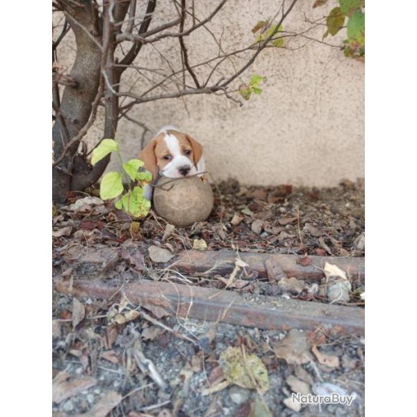 Chiots lof pointer  vendre